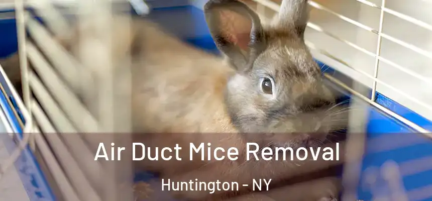 Air Duct Mice Removal Huntington - NY